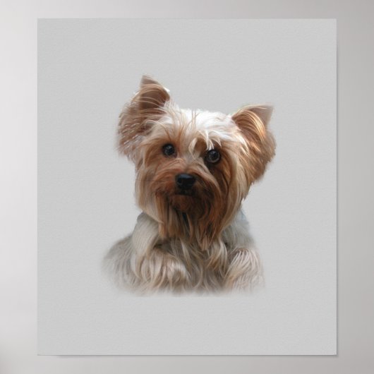 Yorkshire Terrier Poster (Voorkant)
