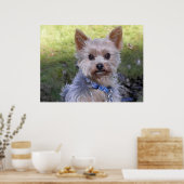 Yorkshire Terrier Poster (Keuken)