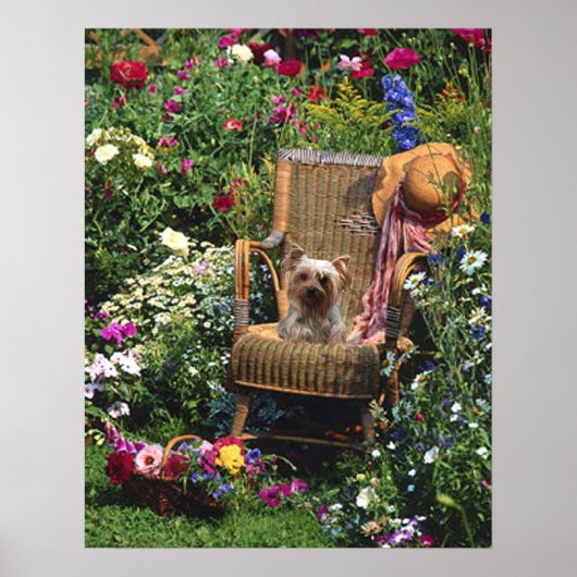 Yorkshire Terrier Poster Garden (Devant)