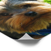 Yorkshire Terrier Poster Print (Hoek)