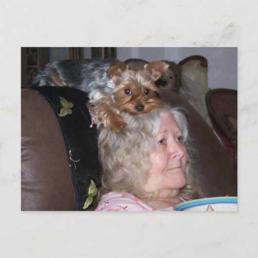 Yorkshire Terrier-postkaart Briefkaart (Voorkant)