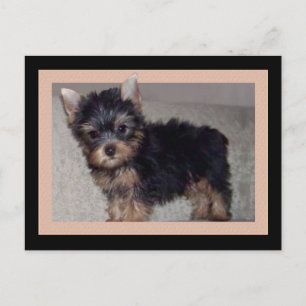 Yorkshire Terrier puppy briefkaart