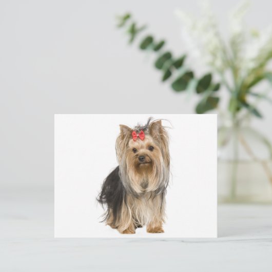 Yorkshire Terrier Puppy Dog Blank Briefkaart (Staand voorkant)