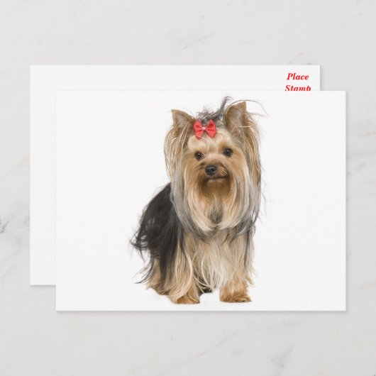Yorkshire Terrier Puppy Dog Blank Briefkaart (Voorkant / Achterkant)