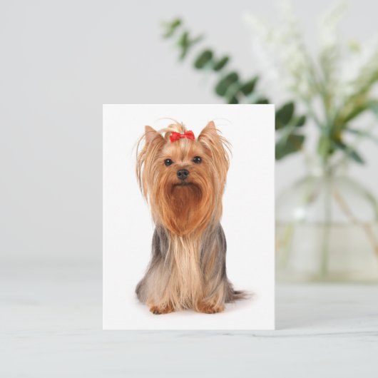 Yorkshire Terrier Puppy Dog Blank Briefkaart (Staand voorkant)