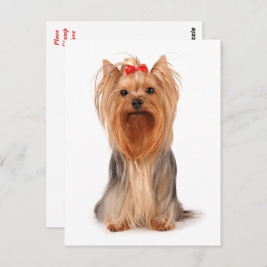 Yorkshire Terrier Puppy Dog Blank Briefkaart (Voorkant / Achterkant)