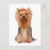 Yorkshire Terrier Puppy Dog Blank Briefkaart (Voorkant)