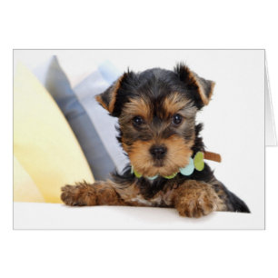 Yorkshire Terrier Puppy Dog Blank Card