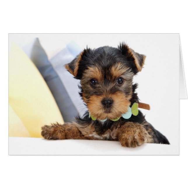 Yorkshire Terrier Puppy Dog Blank Card (Voorkant Horizontaal)