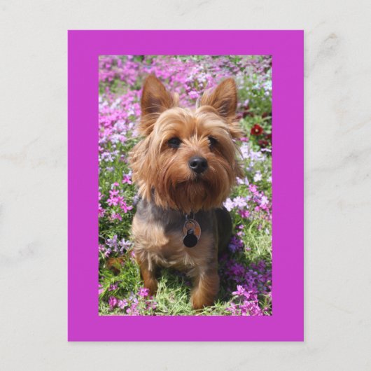 Yorkshire Terrier Puppy Dog Blank Paarse Briefkaar Briefkaart (Voorkant)