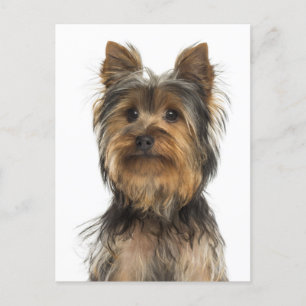Yorkshire Terrier Puppy Dog Blank Post Card Briefkaart
