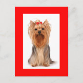 Yorkshire Terrier Puppy Dog Blank Rood Briefkaart (Voorkant)