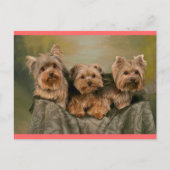 Yorkshire Terrier Puppy Dog Greeting Briefkaart (Voorkant)