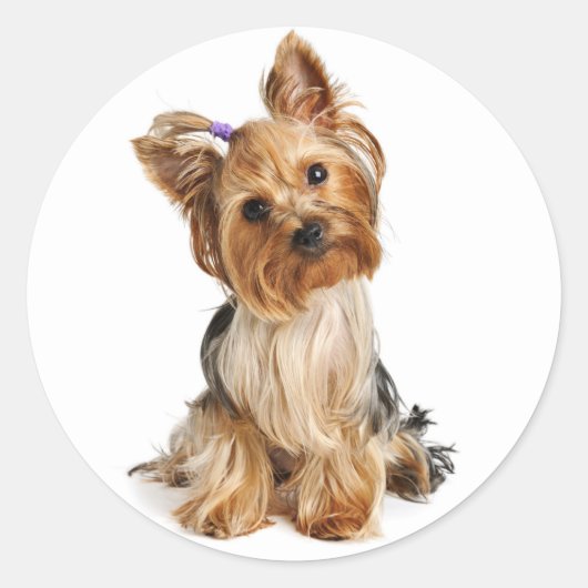 Yorkshire Terrier Puppy Dog Sticker / zeehonden (Voorkant)