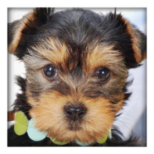 Yorkshire Terrier Puppy Foto Afdruk