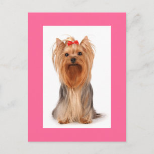 Yorkshire Terrier Puppy Hond Dekkende Aangepaste P Briefkaart