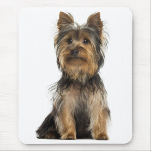 Yorkshire Terrier Puppy Hond - Hond Muismat