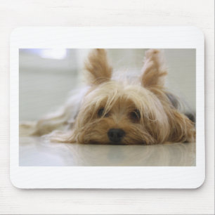 Yorkshire terriër puppy huisdier schattige hond ge muismat
