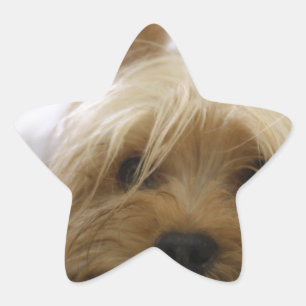 yorkshire terrier puppy huisdier schattige hond ge ster sticker