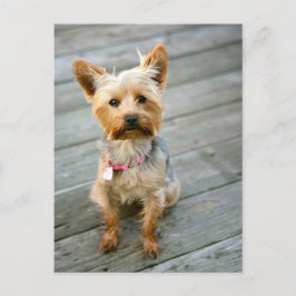 Yorkshire Terrier Puppy - jjhelene ontwerp Briefkaart