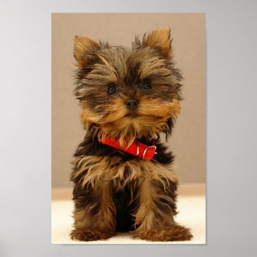 Yorkshire Terrier Puppy Poster (Voorkant)