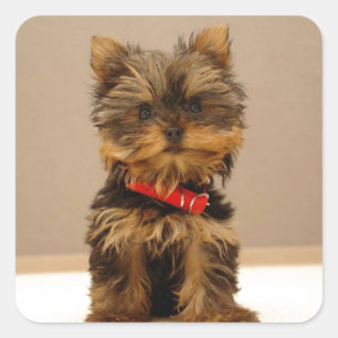 Yorkshire Terrier Puppy Vierkante Sticker