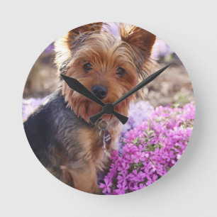 Yorkshire Terrier Ronde Klok