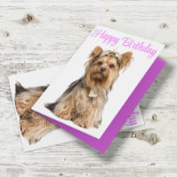 Yorkshire Terrier Roze Schattige Yorkie Happy Birt