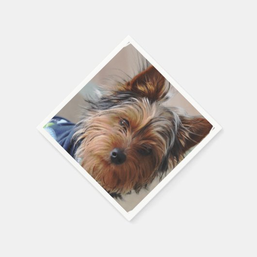 Yorkshire Terrier Servet (Hoek)