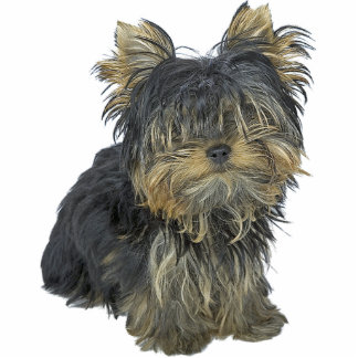 Yorkshire Terrier Staand Fotobeeldje