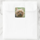 Yorkshire Terrier Stickers (Tas)