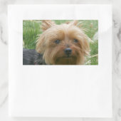 Yorkshire Terrier Stickers (Tas)