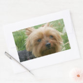 Yorkshire Terrier Stickers (Envelop)
