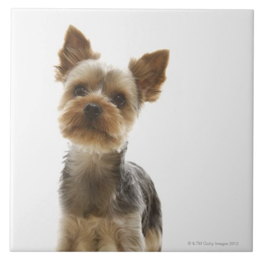 Yorkshire Terrier Tegeltje (Voorkant)