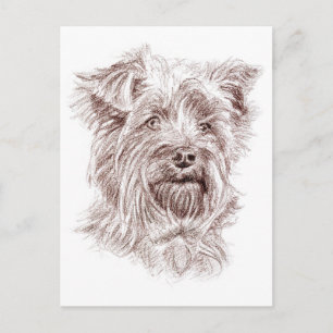 Yorkshire Terrier Tekening Briefkaart