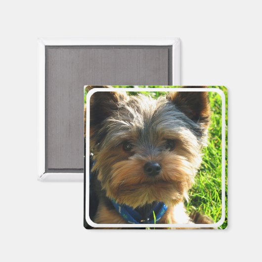 Yorkshire Terrier vierkante magneet (Voorkant / Achterkant)