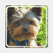 Yorkshire Terrier vierkante magneet (Voorkant)