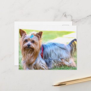 Yorkshire Terrier Yorkie Favorite Breed Briefkaart