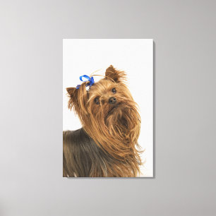 Yorkshire Terrier / Yorkie. Levend ras van Canvas Afdruk