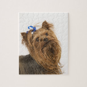 Yorkshire Terrier / Yorkie. Levend ras van Legpuzzel