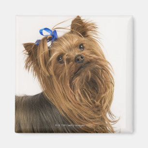 Yorkshire Terrier / Yorkie. Levend ras van Magneet