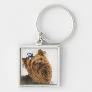 Yorkshire Terrier / Yorkie. Levend ras van Sleutelhanger
