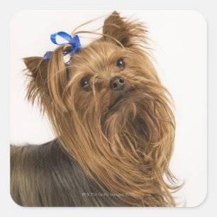Yorkshire Terrier / Yorkie. Levend ras van Vierkante Sticker