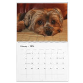 Yorkshire Terrier Yorkies Calendrier 2023 (Feb 2026)