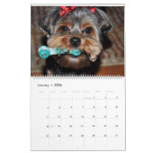 Yorkshire Terrier Yorkies Calendrier 2023 (Jan 2026)