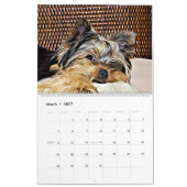 Yorkshire Terrier Yorkies Calendrier 2023 (Mar 2027)
