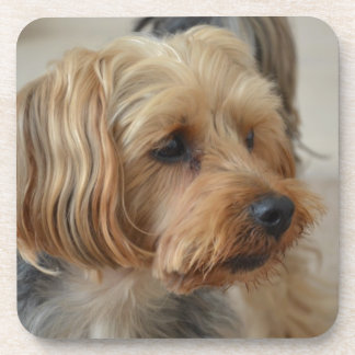 Yorkshire Terrier Zac Bier Onderzetter