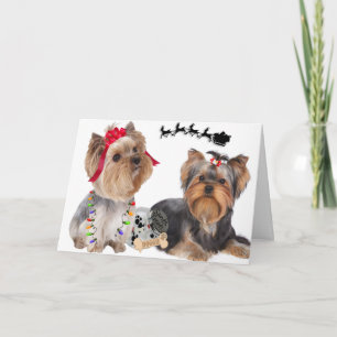 Yorkshire Terriers geloven in Santa Kaarten