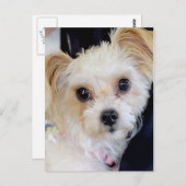 Yorkshire (Yorkie)/Shih Tzu Briefkaarten (Voorkant / Achterkant)