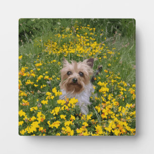 Yorshire Terrier veld Fotoplaat